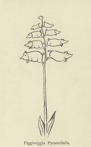 Piggiwiggia Pyramidalis by Edward Lear